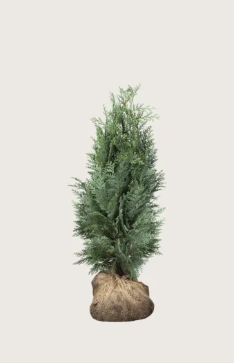 Lawsoninsypressi 80cm Tuuhea | Plantinavia