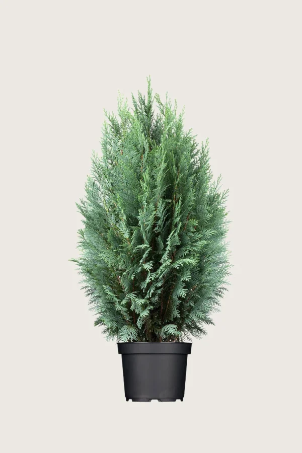 Lawsoninsypressi 125cm Hyvin tuuhea | Plantinavia
