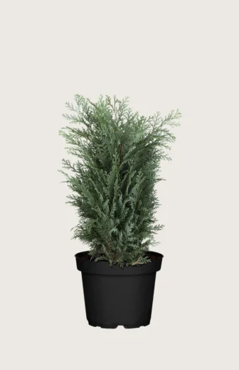 Lawsoninsypressi 80cm Hyvin tuuhea | Plantinavia