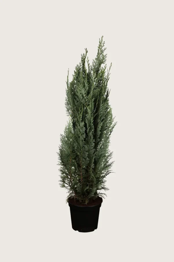 Lawsoninsypressi 150cm Outlet | Plantinavia