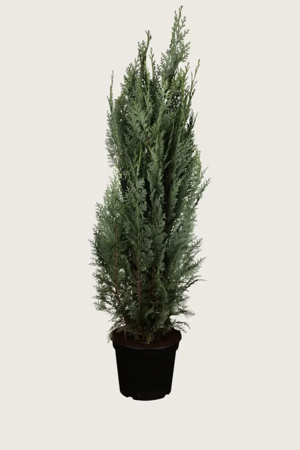 Lawsoninsypressi 250cm Outlet | Plantinavia