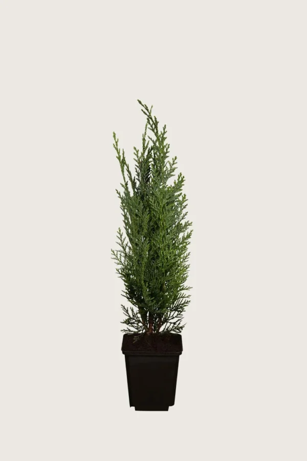 Lawsoninsypressi 40cm Outlet | Plantinavia