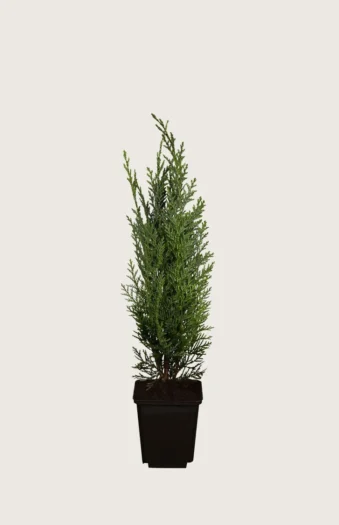Lawsoninsypressi 80cm Outlet | Plantinavia