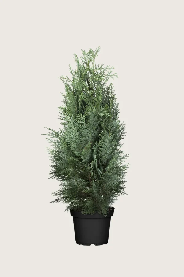 Lawsoninsypressi 100cm Tuuhea | Plantinavia