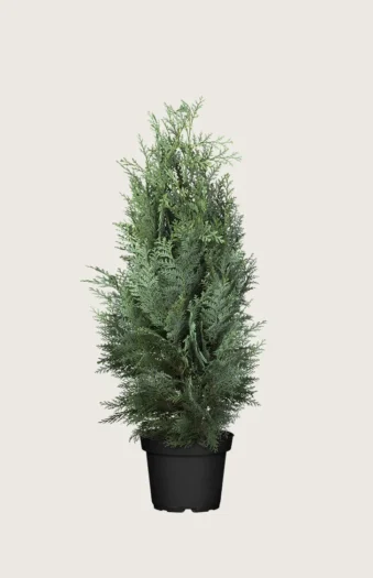 Lawsoninsypressi 150cm Tuuhea | Plantinavia