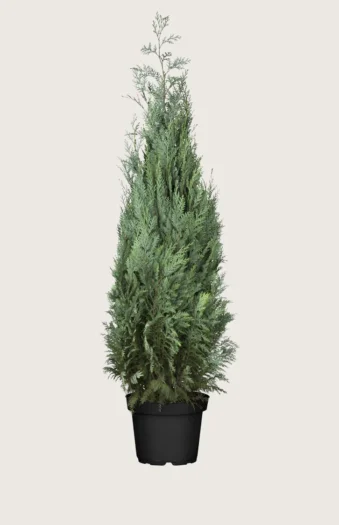 Lawsoninsypressi 300cm Tuuhea | Plantinavia