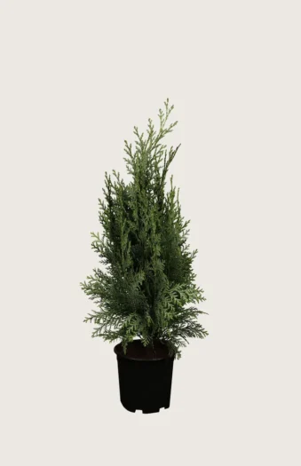 Lawsoninsypressi 40cm Tuuhea | Plantinavia
