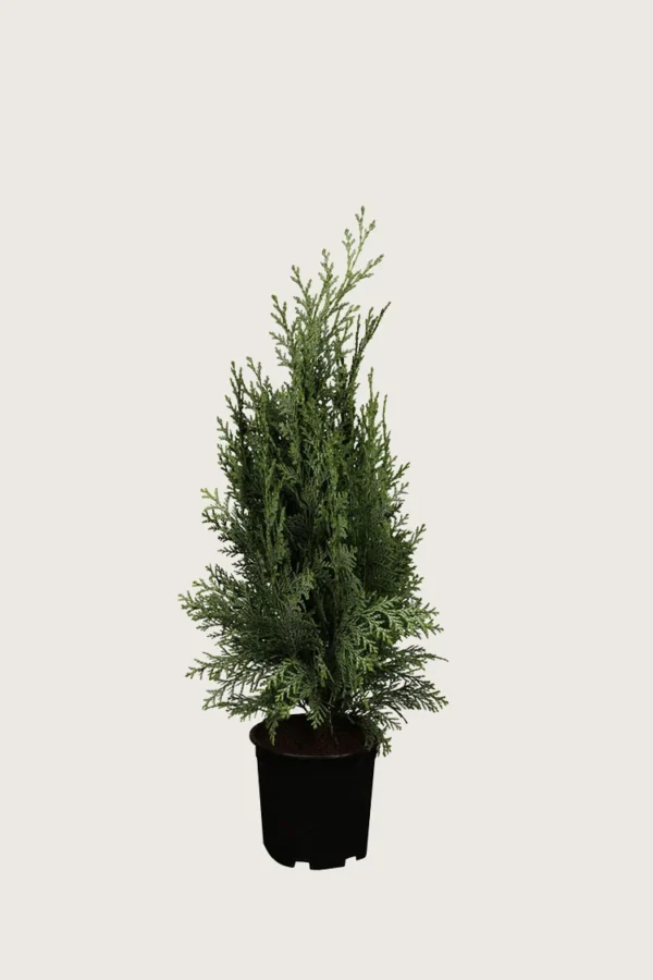 Lawsoninsypressi 60cm Tuuhea | Plantinavia
