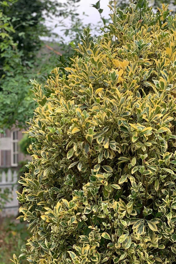 Kullankirjava likusterilajike