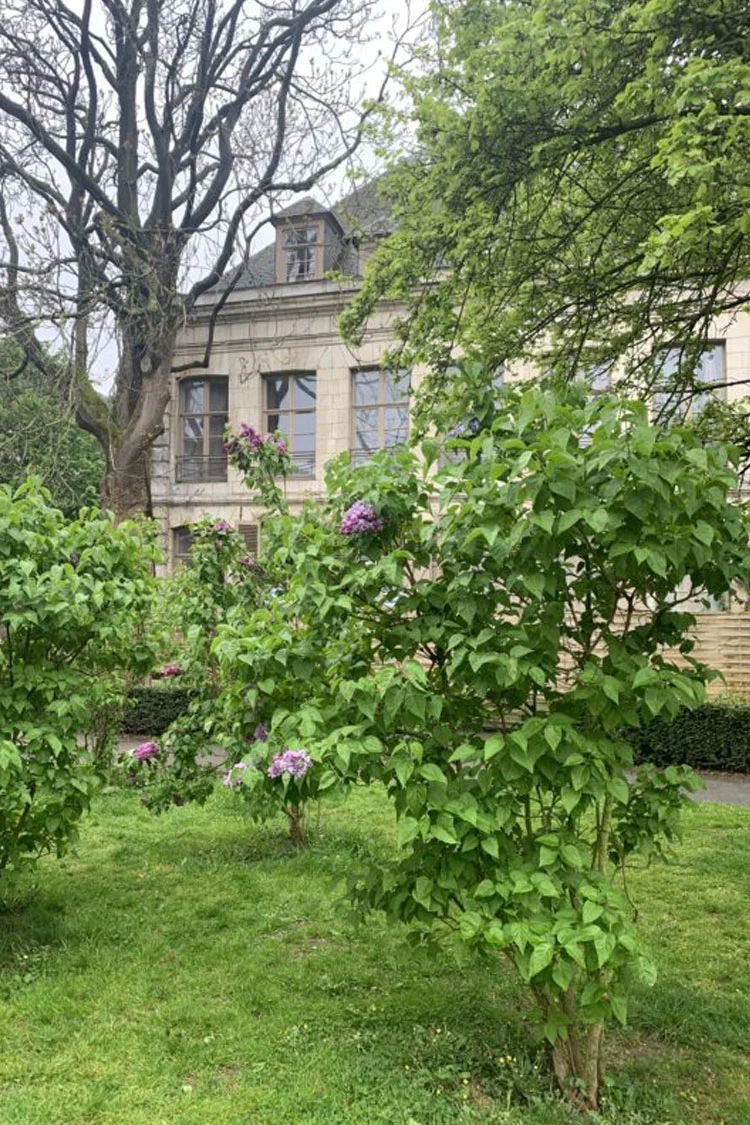 Liila syreeni 150cm Hyvin tuuhea | Plantinavia