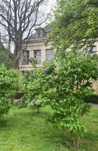 Liila syreeni 200cm Hyvin tuuhea | Plantinavia