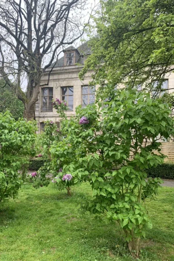 Liila syreeni 200cm Hyvin tuuhea | Plantinavia