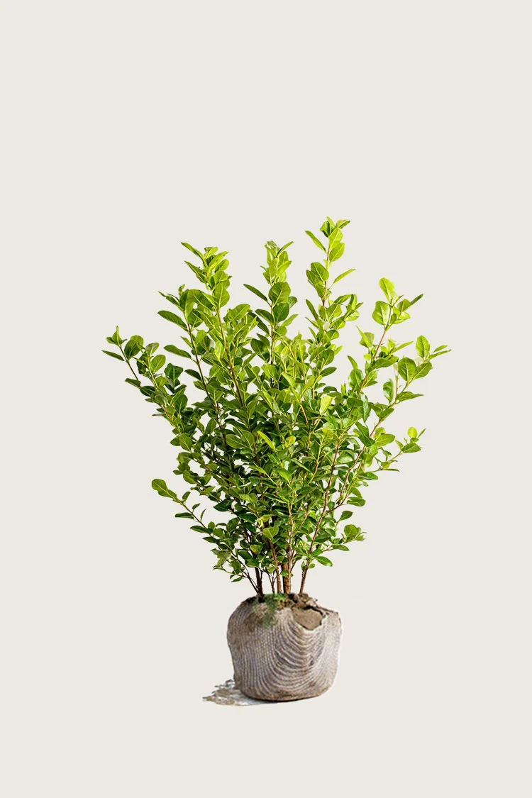 Likusteri Liga 100cm Outlet | Plantinavia