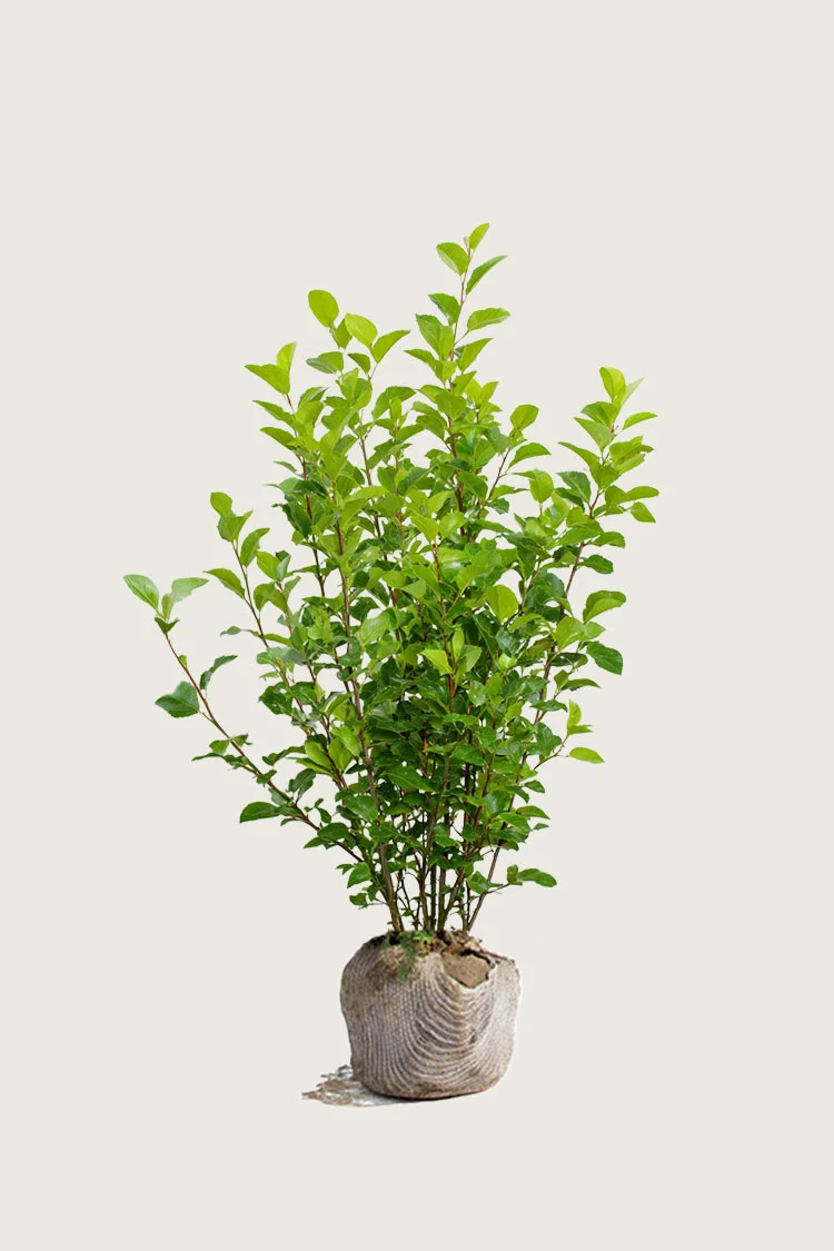 Likusteri Liga 125cm Outlet | Plantinavia
