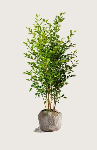 Likusteri Liga 200cm Outlet | Plantinavia