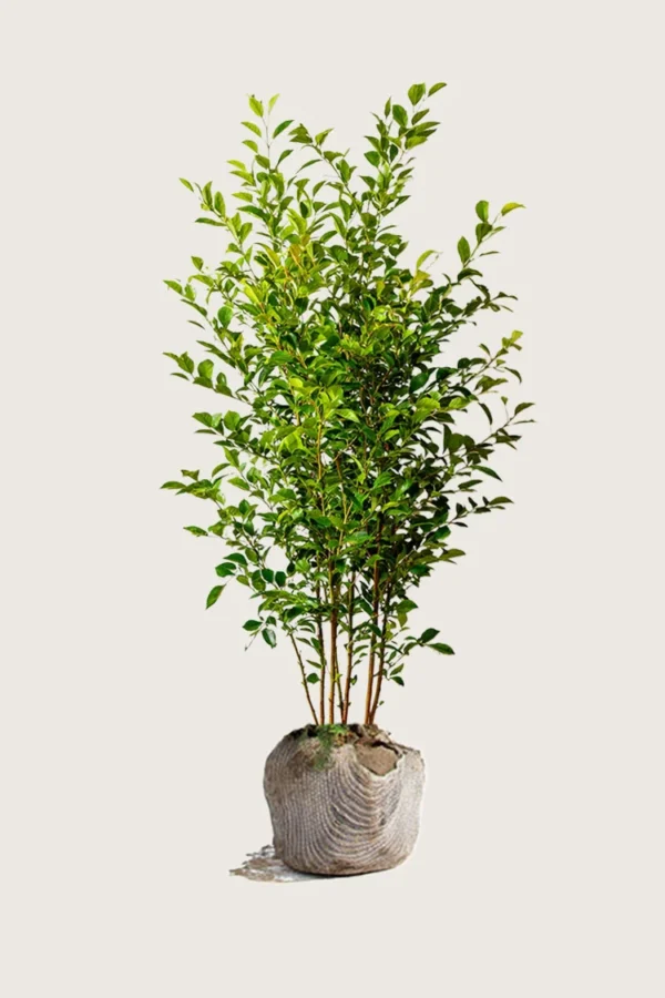 Likusteri Liga 250cm Outlet | Plantinavia