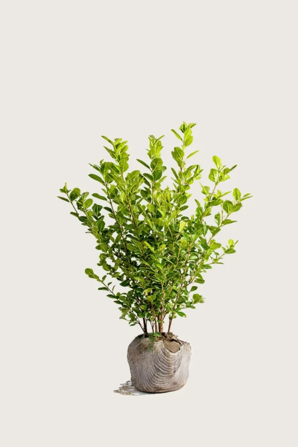 Likusteri Liga 60cm Outlet | Plantinavia
