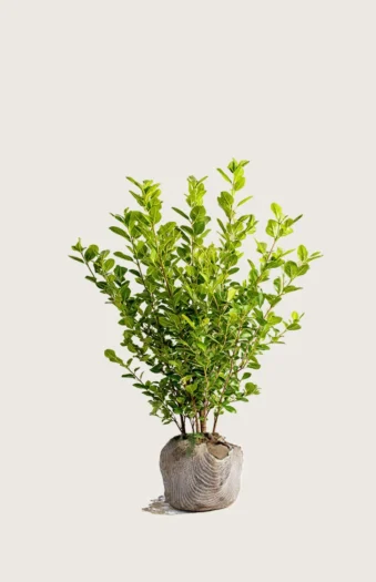 Likusteri Liga 80cm Outlet | Plantinavia