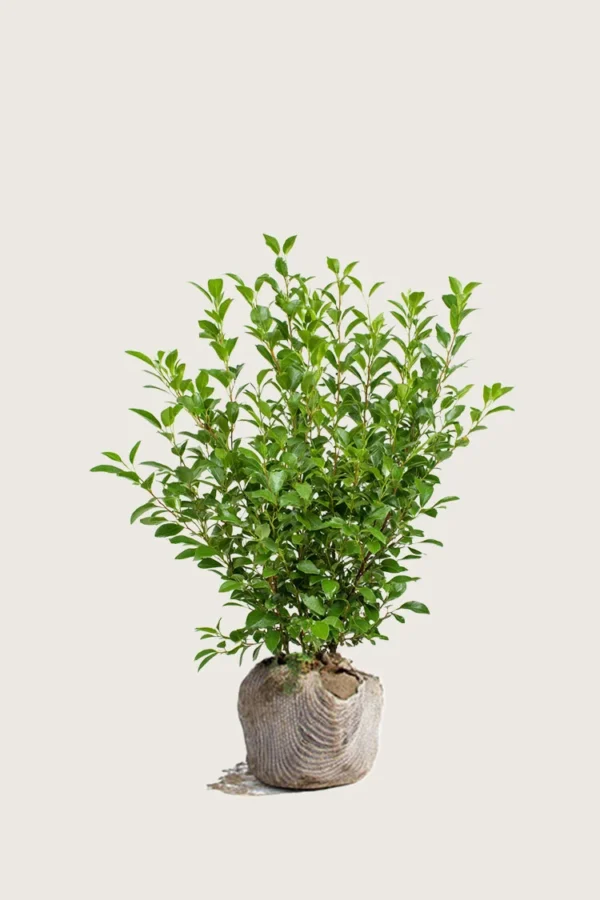 Likusteri Liga 80cm Tuuhea | Plantinavia