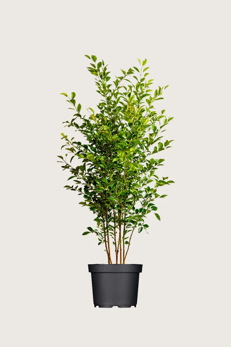 Likusteri Liga 100cm Outlet | Plantinavia