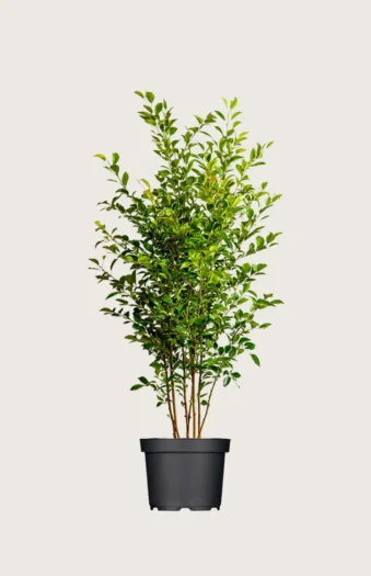Likusteri Liga 150cm Outlet | Plantinavia