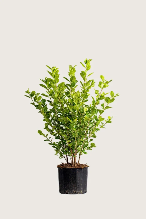 Likusteri Liga 40cm Outlet | Plantinavia