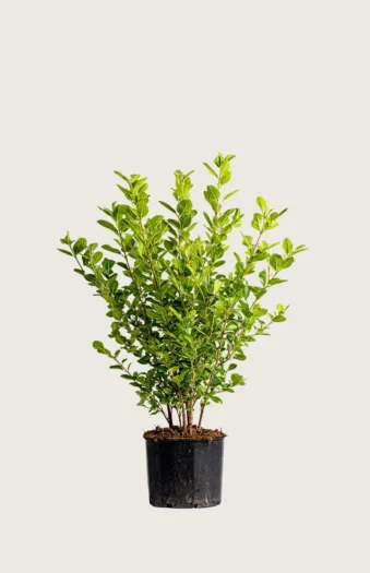 Likusteri Liga 60cm Outlet | Plantinavia