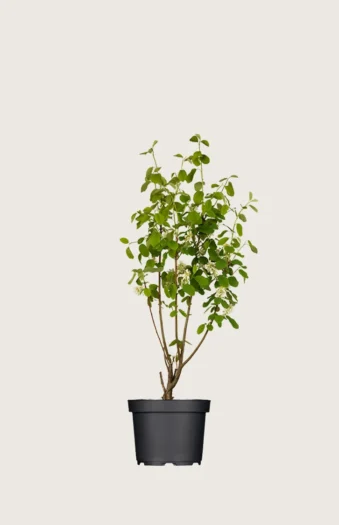 Marjatuomipihlaja 60cm Hyvin tuuhea | Plantinavia