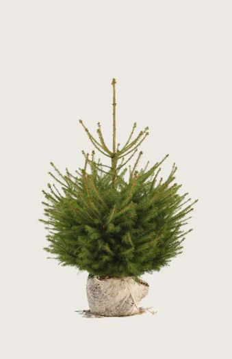 Metsäkuusi 40cm Hyvin tuuhea | Plantinavia