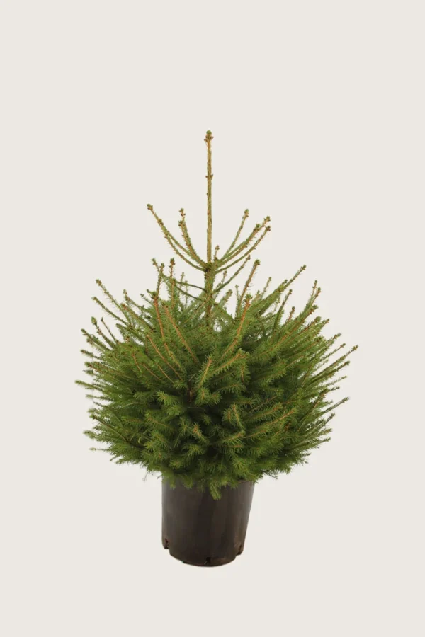 Metsäkuusi 60cm Hyvin tuuhea | Plantinavia