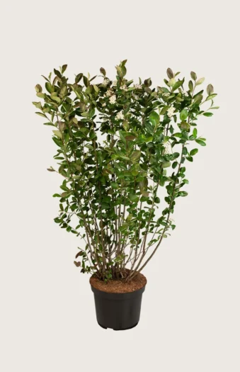 Musta-aronia 100cm Hyvin tuuhea | Plantinavia