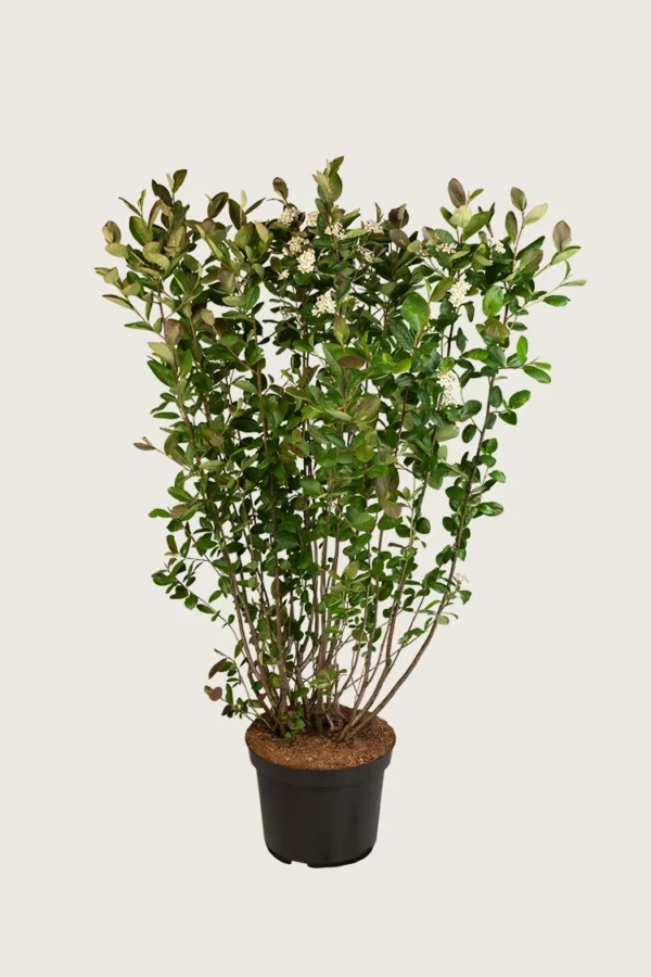 Musta-aronia 100cm Hyvin tuuhea | Plantinavia