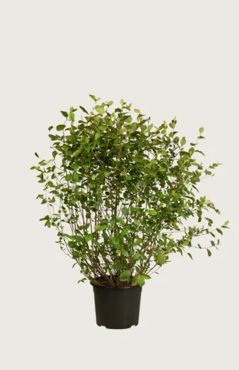 Musta-aronia 80cm Hyvin tuuhea | Plantinavia