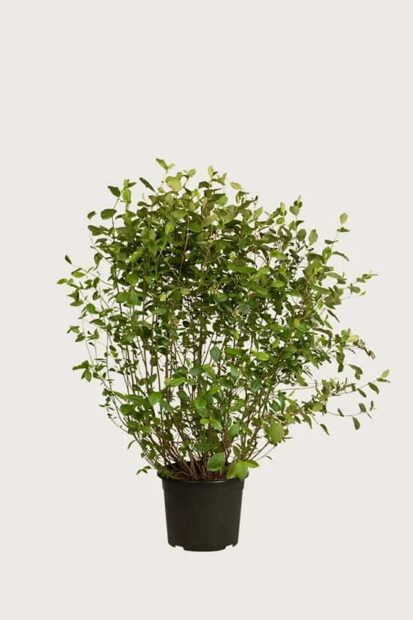 Musta-aronia 80cm Hyvin tuuhea | Plantinavia
