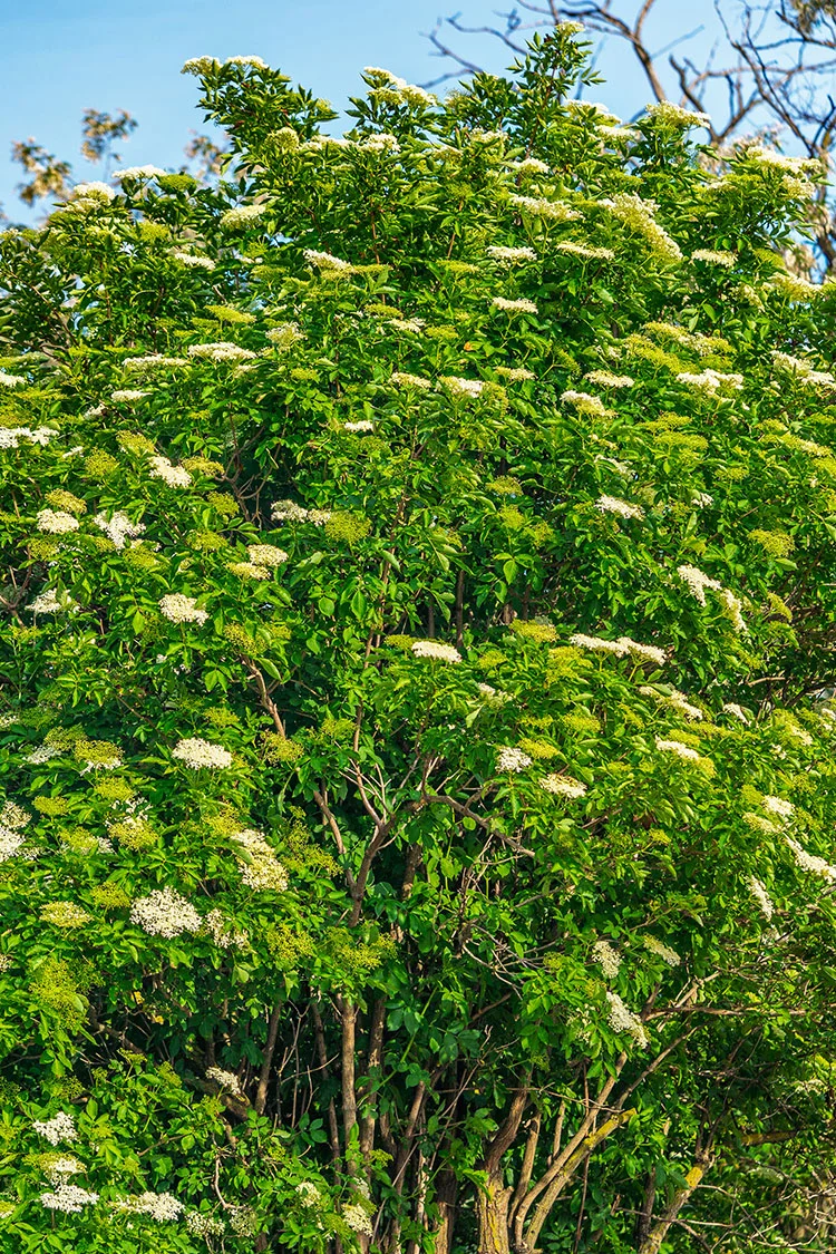 Mustaselja 150cm Hyvin tuuhea | Plantinavia