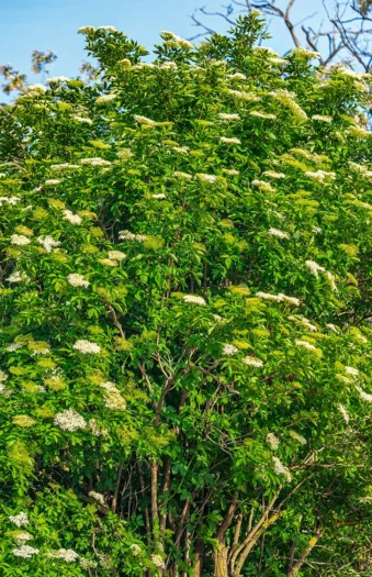 Mustaselja 200cm Hyvin tuuhea | Plantinavia