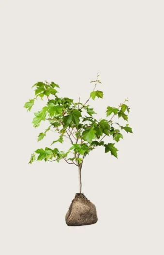 Niverävaahtera 100cm Outlet | Plantinavia