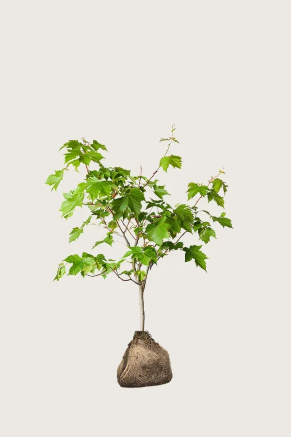 Niverävaahtera 100cm Outlet | Plantinavia