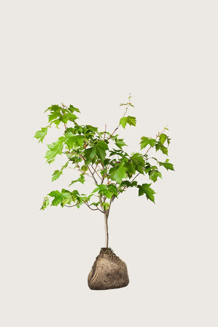 Niverävaahtera 100cm Outlet | Plantinavia