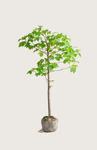 Niverävaahtera 125cm Outlet | Plantinavia