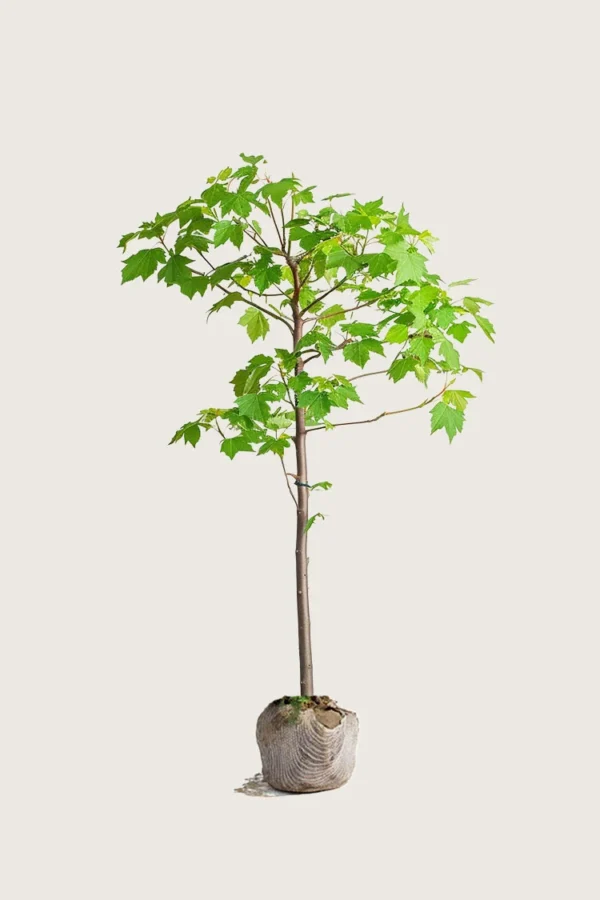 Niverävaahtera 175cm Outlet | Plantinavia