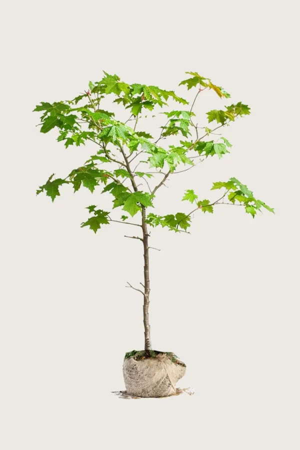 Niverävaahtera 200cm Outlet | Plantinavia