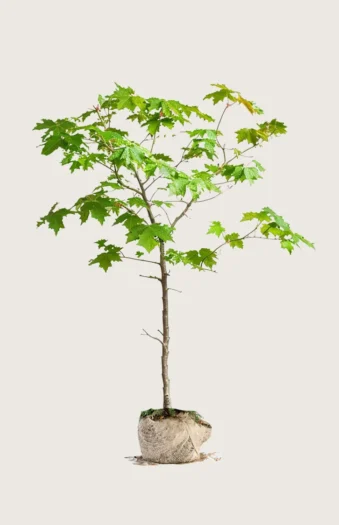 Niverävaahtera 250cm Outlet | Plantinavia