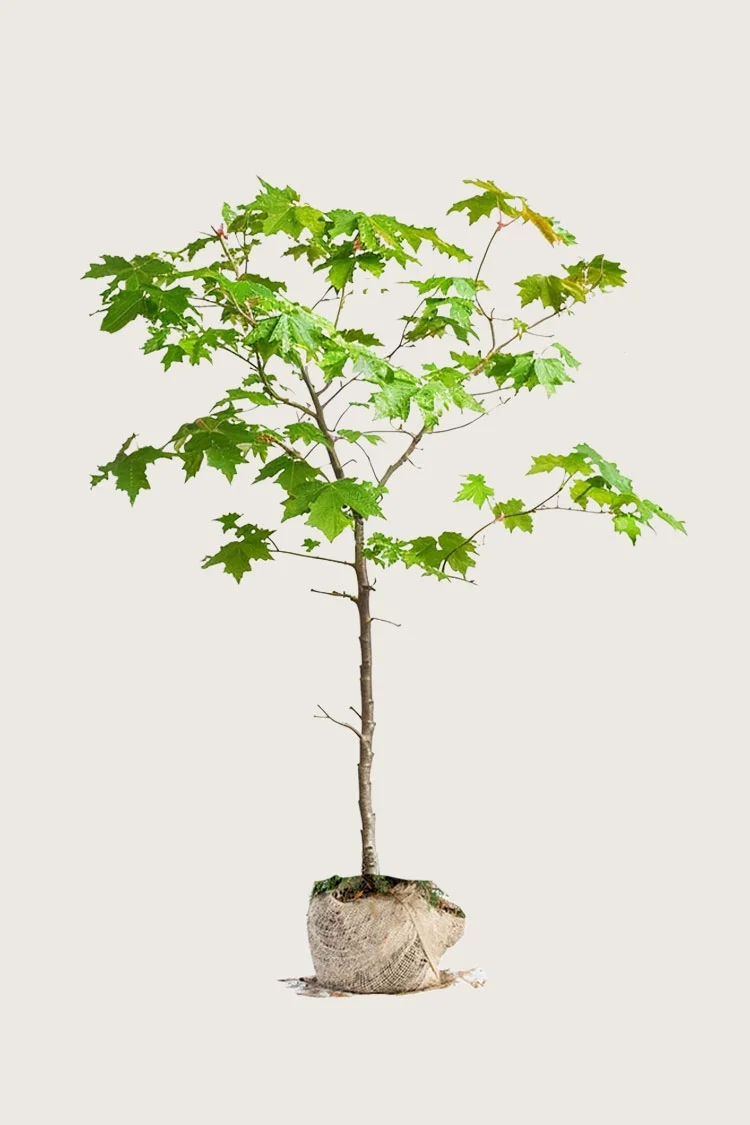 Niverävaahtera 250cm Outlet | Plantinavia