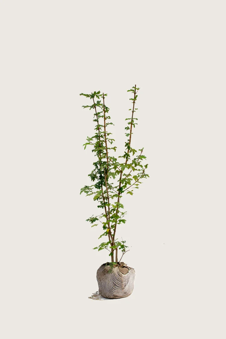Niverävaahtera 125cm Tuuhea | Plantinavia