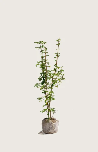 Niverävaahtera 175cm Tuuhea | Plantinavia
