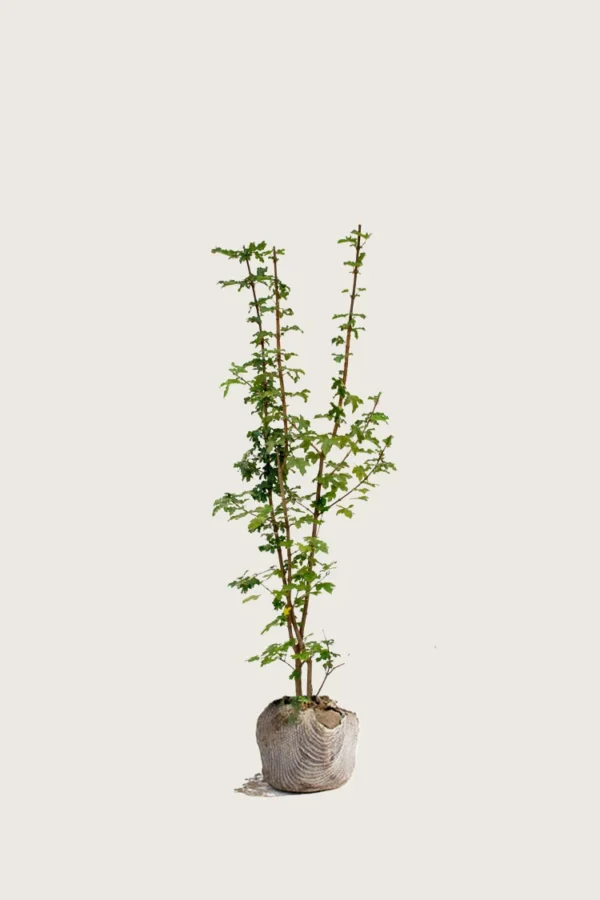Niverävaahtera 175cm Tuuhea | Plantinavia