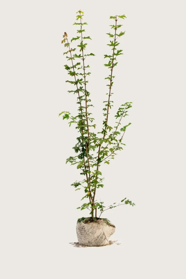 Niverävaahtera 250cm Tuuhea | Plantinavia