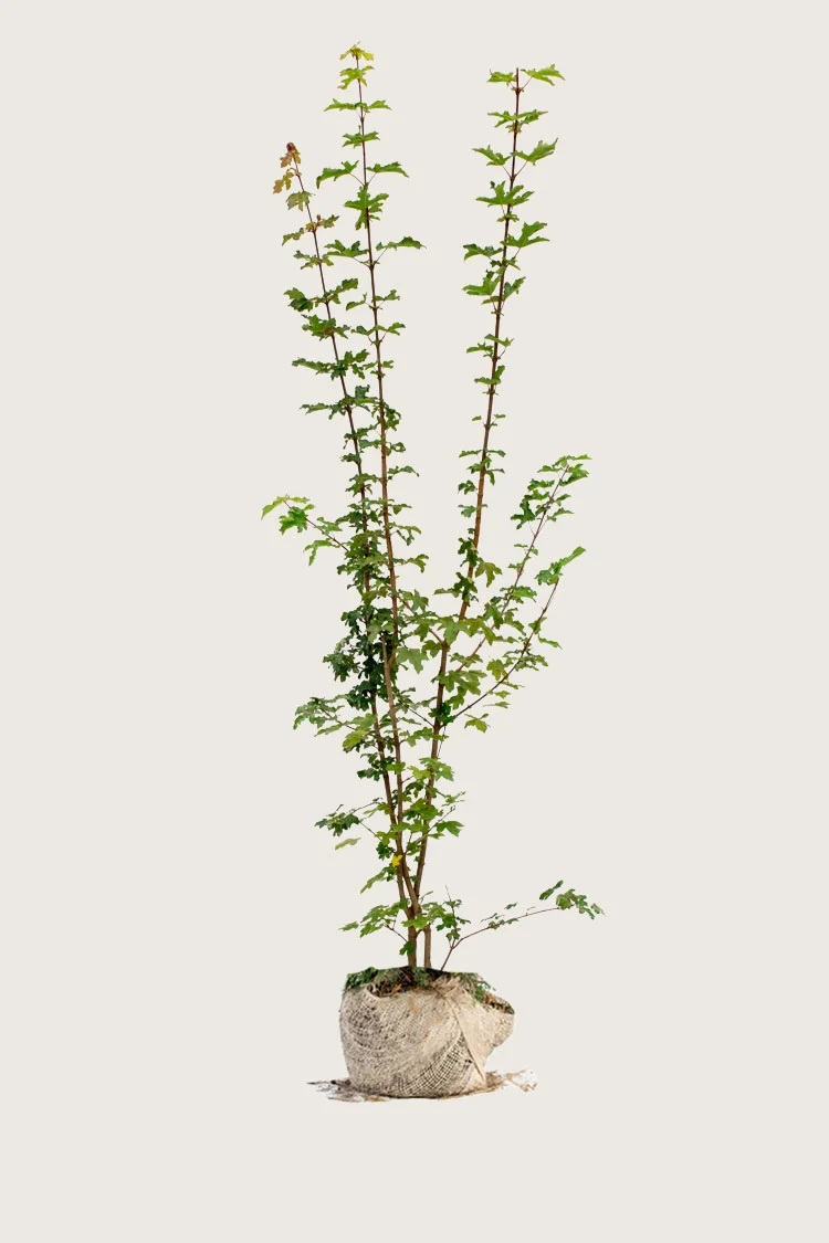 Niverävaahtera 250cm Tuuhea | Plantinavia
