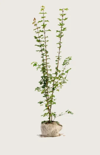 Niverävaahtera 300cm Tuuhea | Plantinavia